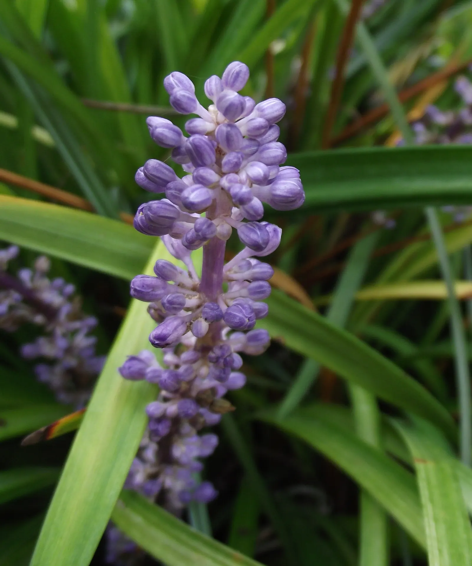 Blue Lily Turf (Liriope Muscari) — with an occasional trim in late winter to remove old growth before spring; shrub with blue blooms, image 66