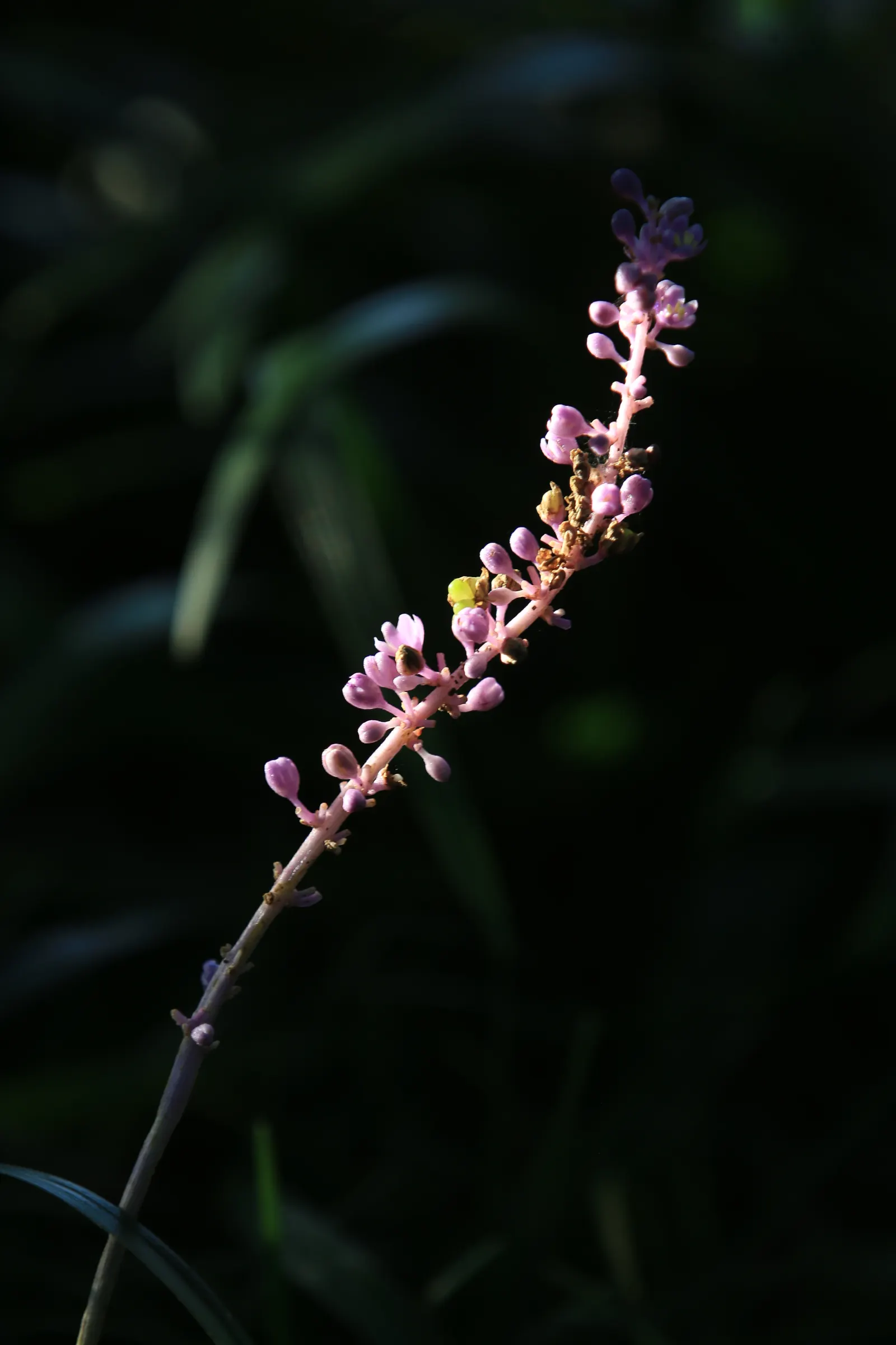 Blue Lily Turf (Liriope Muscari) — blue flowers in the garden; scientifically known as Liriope muscari, image 67