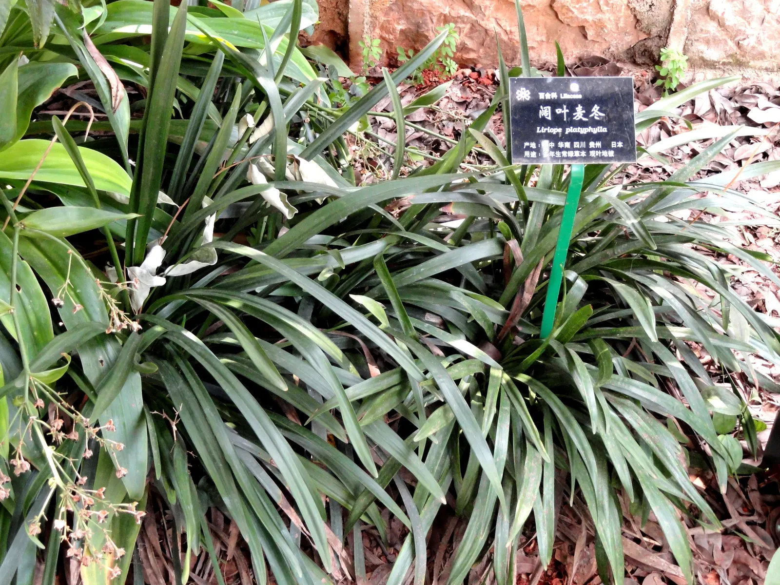 Blue Lily Turf (Liriope Muscari) — It features lush, grass-like foliage, reaching 12-18 inches in height