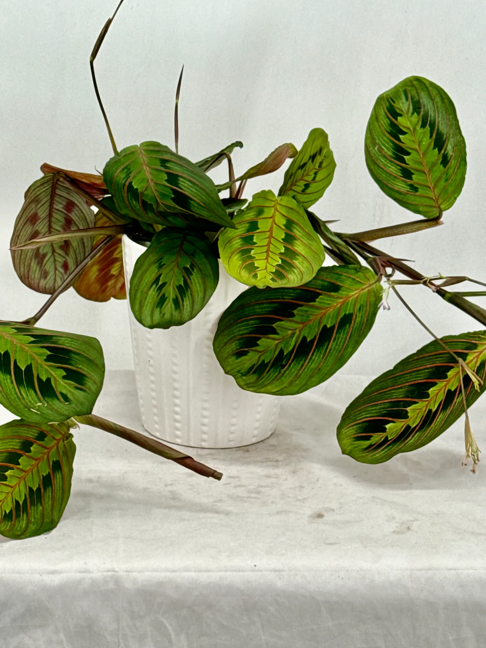 Kiwi Splash™ Prayer Plant (Maranta hybrid) — Proven Winners - Siesta® Kiwi Splash™ - Prayer Plant - Maranta hybrid plant details, information and resources