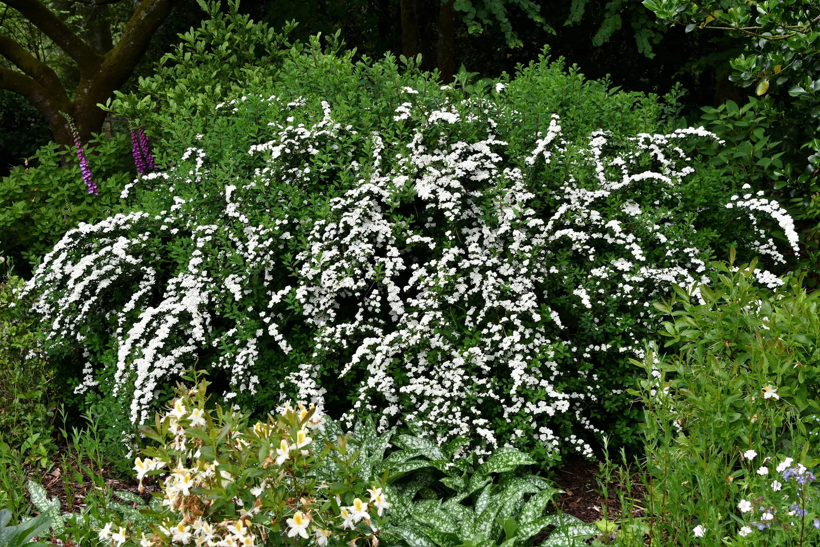 Snowmound Nippon Spiraea (Spiraea Nipponica 'Snowmound') — Hardy in zones 4-8, it thrives in full sun to partial shade