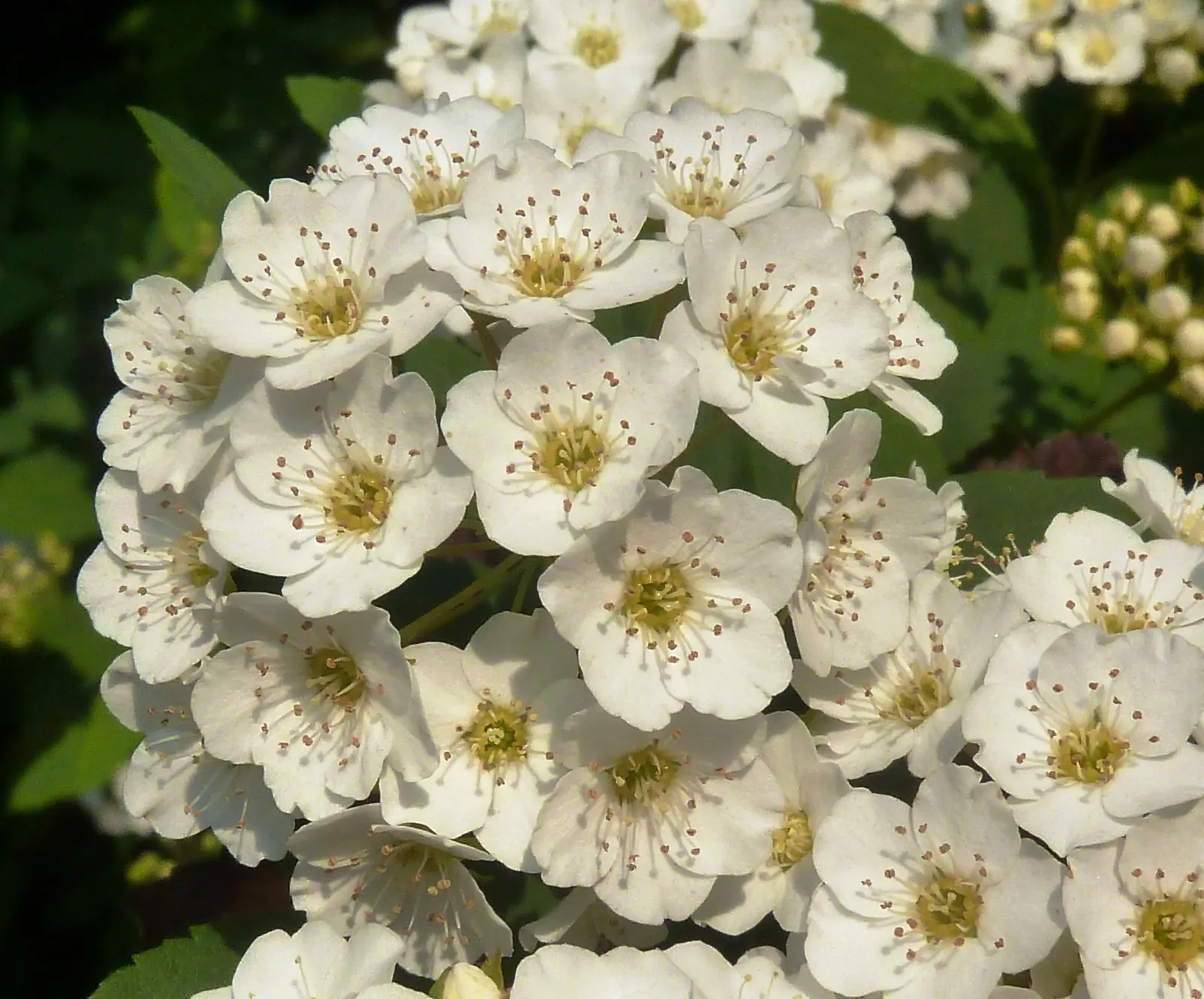Snowmound Nippon Spiraea (Spiraea Nipponica 'Snowmound') — deciduous shrub reaching heights of 3 to 4 feet with an equal spread