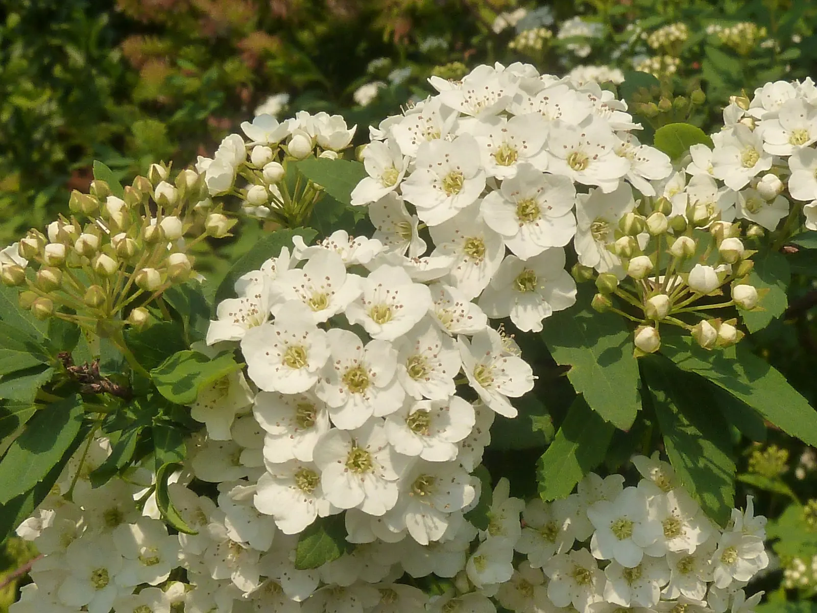 Snowmound Nippon Spiraea (Spiraea Nipponica 'Snowmound') — elegant foliage and profuse floral display