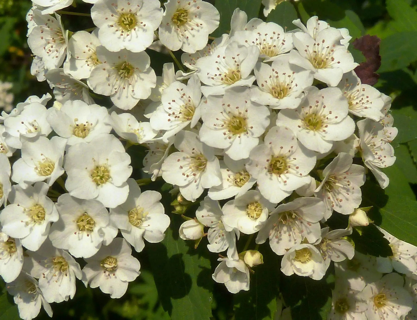Snowmound Nippon Spiraea (Spiraea Nipponica 'Snowmound') — Requires well-drained soil and responds well to pruning, making it ideal for borders or foundation