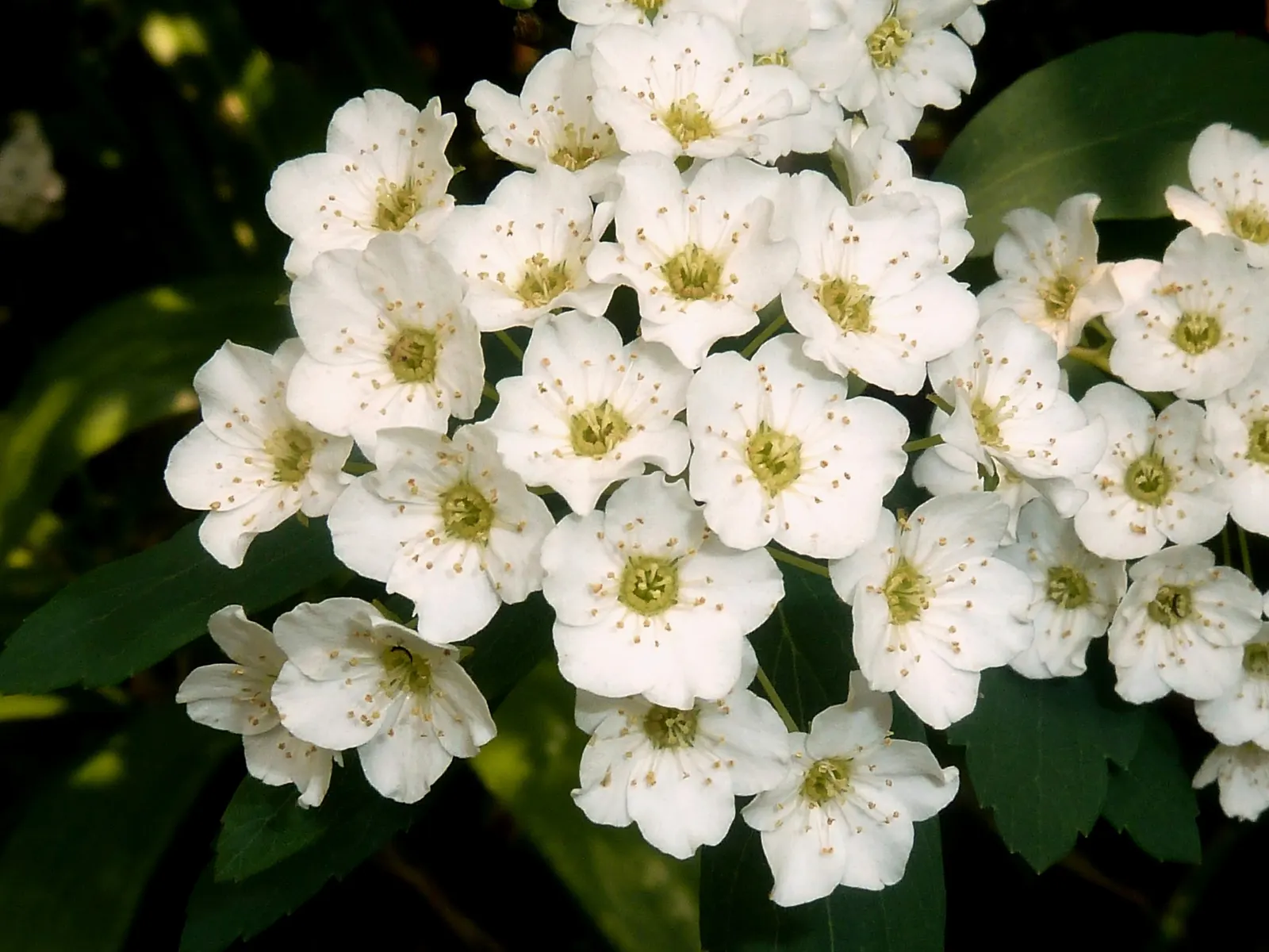 Snowmound Nippon Spiraea (Spiraea Nipponica 'Snowmound') — oval leaves and is known for copious white flower clusters in late spring