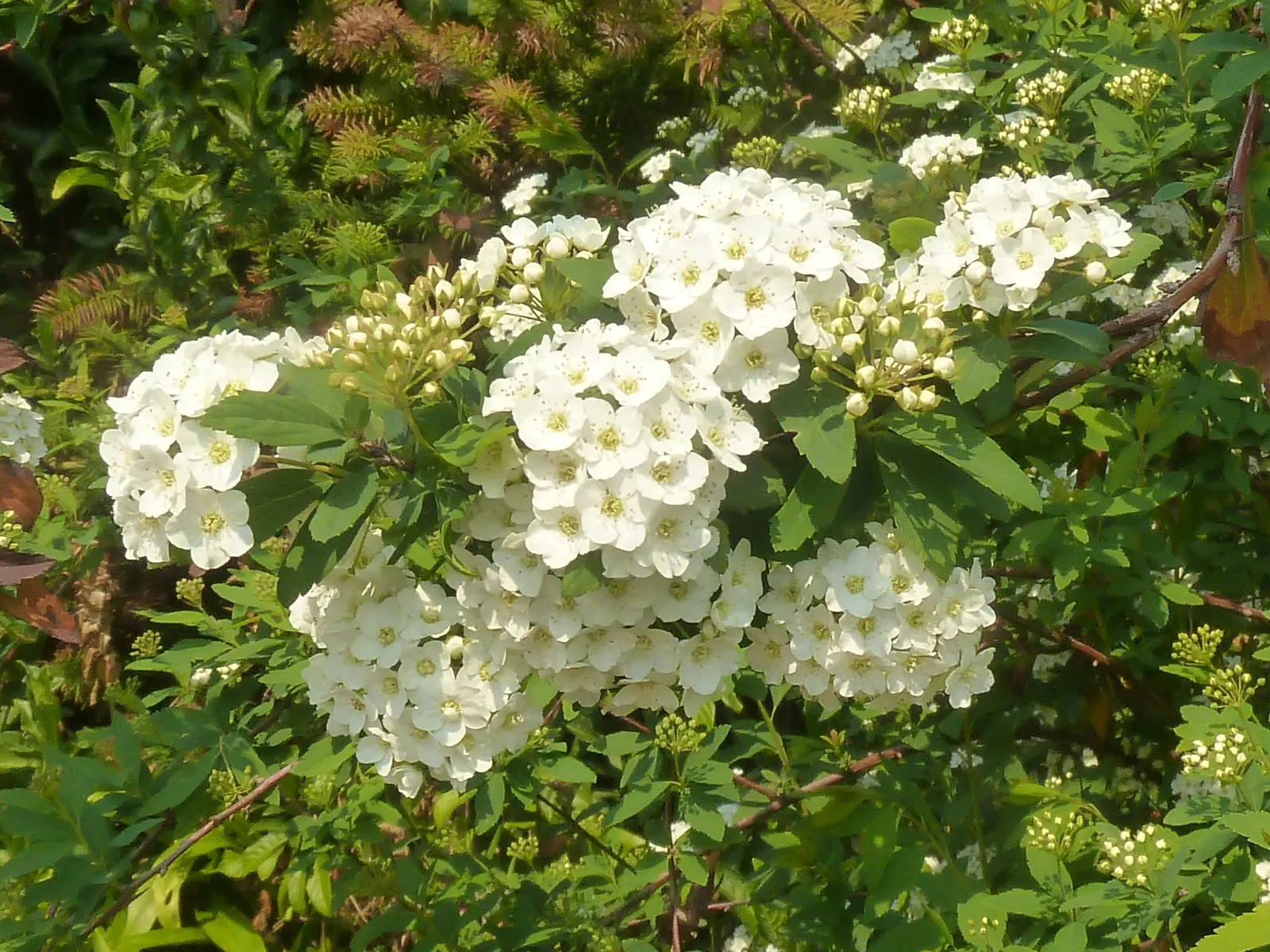 Snowmound Nippon Spiraea (Spiraea Nipponica 'Snowmound') — commonly referred to as Snowmound Nippon Spiraea