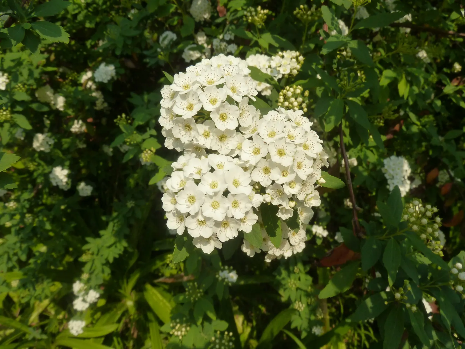 Snowmound Nippon Spiraea (Spiraea Nipponica 'Snowmound') — The Spiraea nipponica 'Snowmound' is a graceful