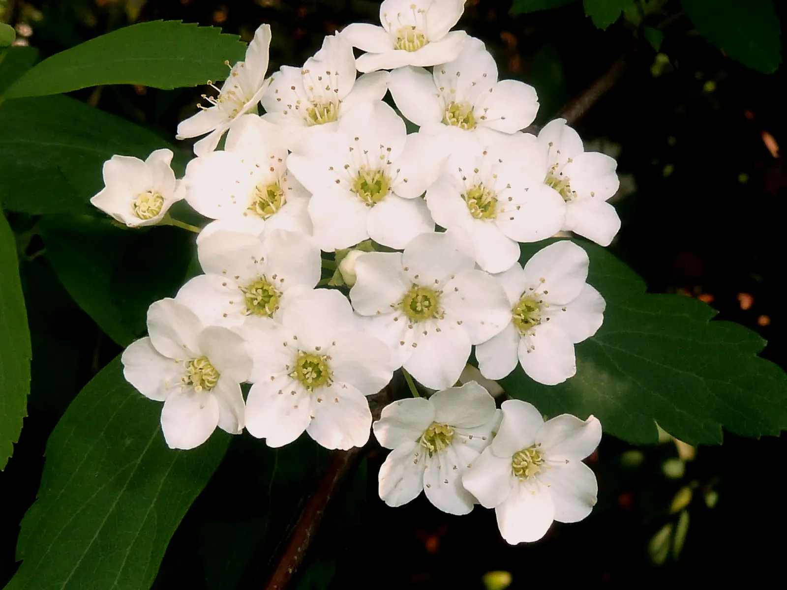 Snowmound Nippon Spiraea (Spiraea Nipponica 'Snowmound') — is a gracefully arching deciduous shrub esteemed for its crisp