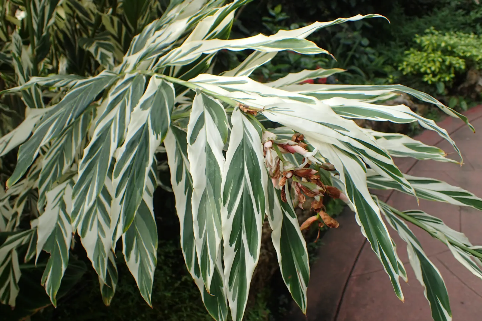 Variegated Shell Ginger (Alpinia Vittata) — Alpinia zerumbet 'Variegata'