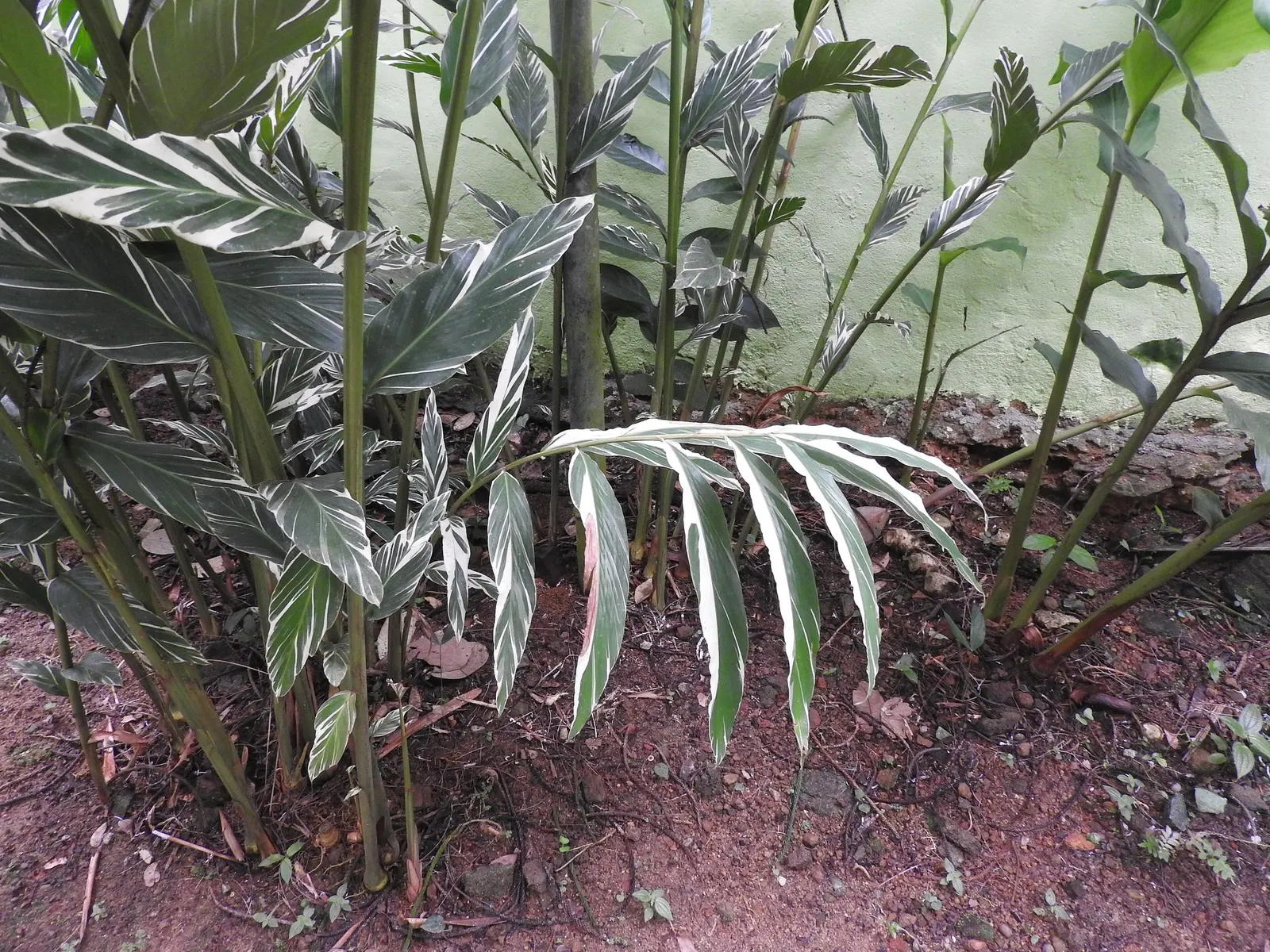 Variegated Shell Ginger (Alpinia Vittata) — In zones 8-10, it's evergreen, while in cooler zones it dies back in winter