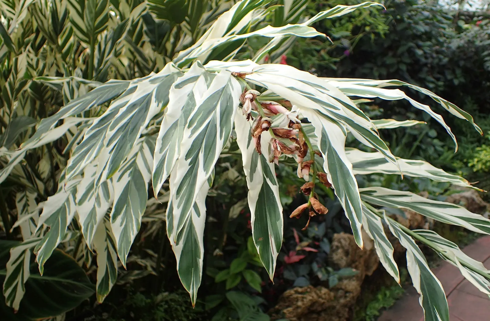 Variegated Shell Ginger (Alpinia Vittata) — each stretching up to 2 feet in length and 4 inches wide