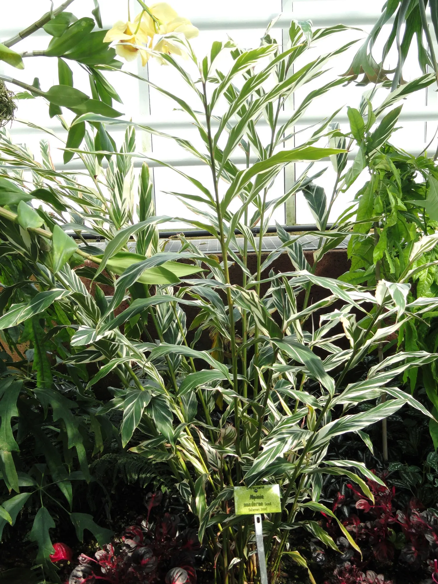 Variegated Shell Ginger (Alpinia Vittata) — The leaves flaunt a bold green color with irregular creamy yellow to white stripes