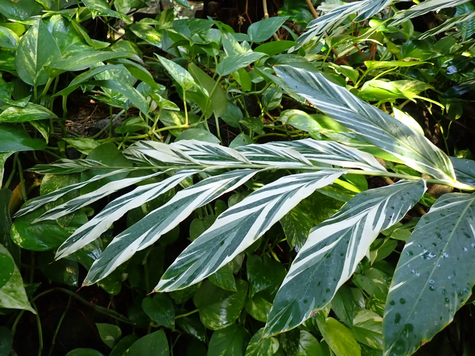 Variegated Shell Ginger (Alpinia Vittata) — this ginger cultivar showcases broad