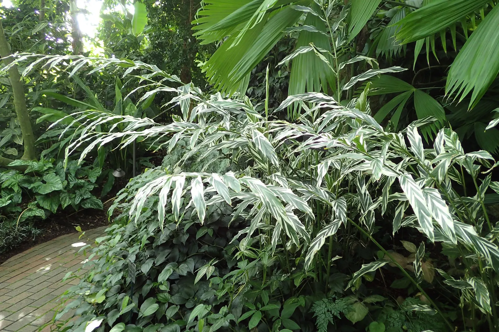 Variegated Shell Ginger (Alpinia Vittata) — thriving in partial to full shade although it can tolerate some morning sun