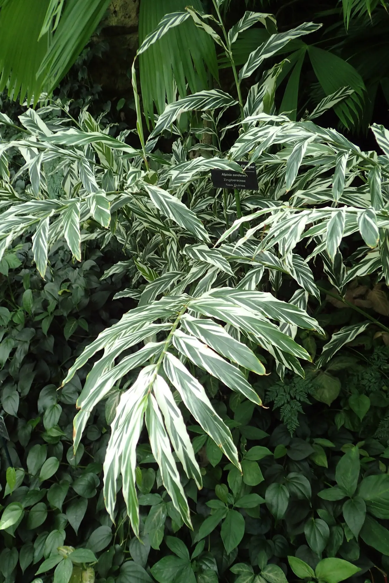 Variegated Shell Ginger (Alpinia Vittata) — is an ornamental perennial boasting bold foliage streaked with cream and green stripes