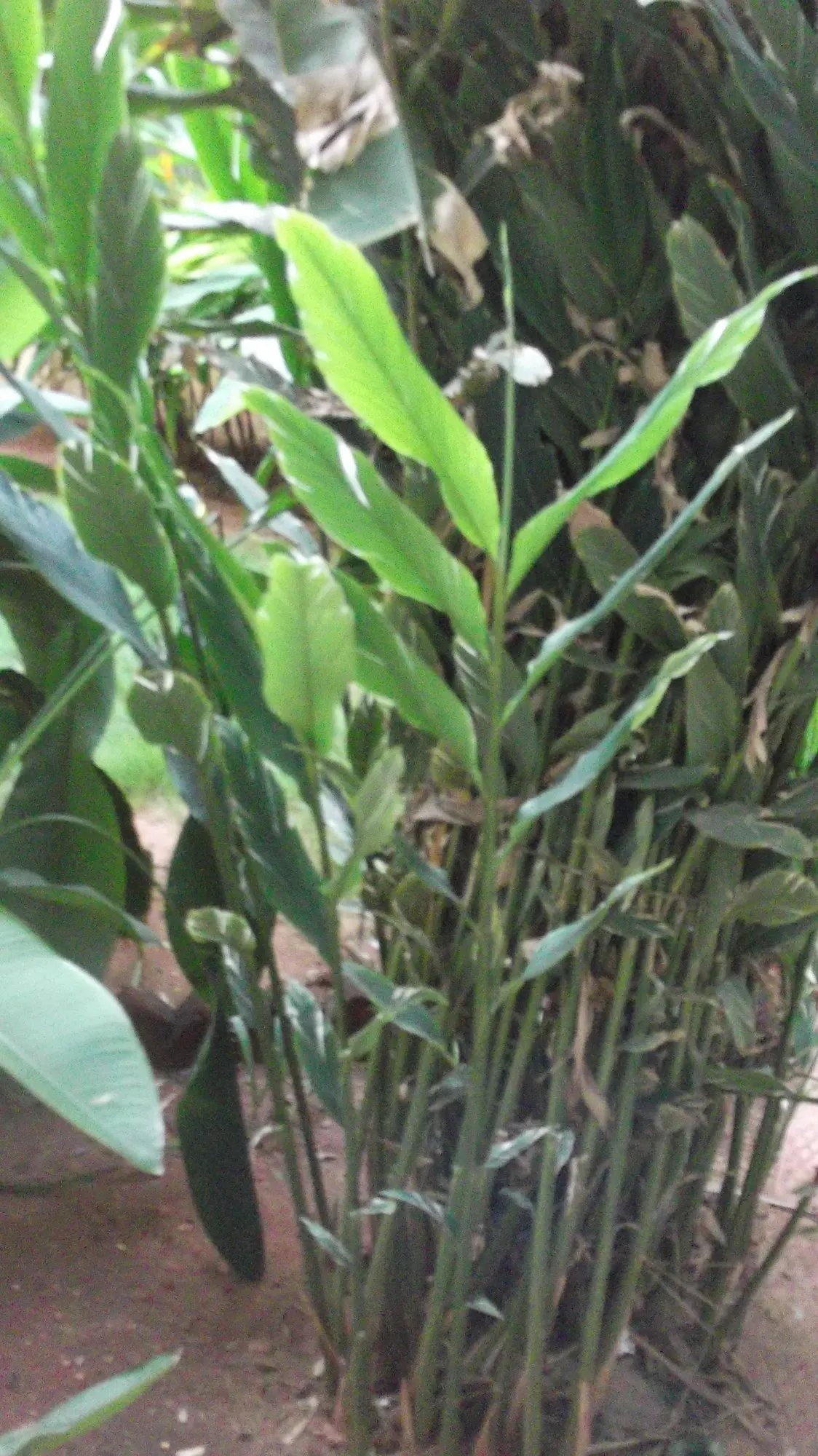 Variegated Shell Ginger (Alpinia Vittata) — Frost sensitive; mulch in colder regions