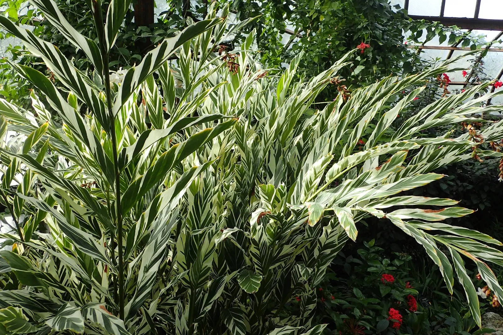 Variegated Shell Ginger (Alpinia Vittata) — Variegated Shell Ginger aptly functions as both an accent plant or a privacy screen when grouped together
