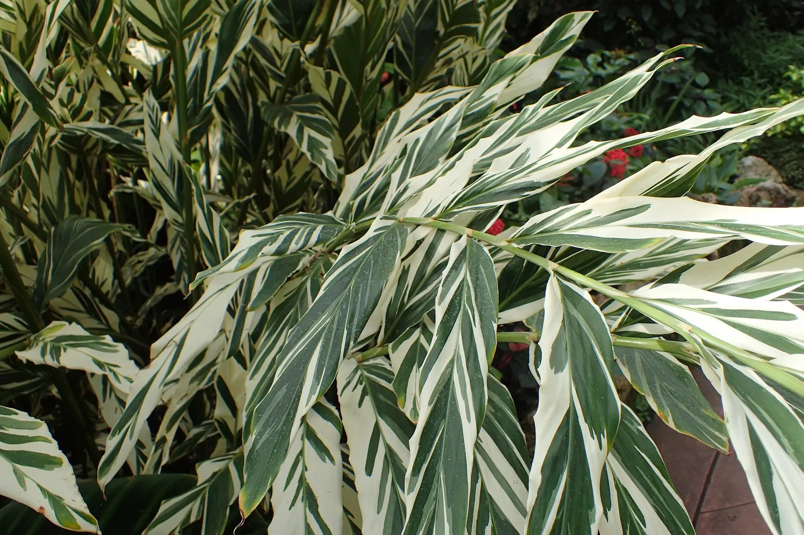 Variegated Shell Ginger (Alpinia Vittata) — Prefers part shade to full shade and moist, well-drained soil