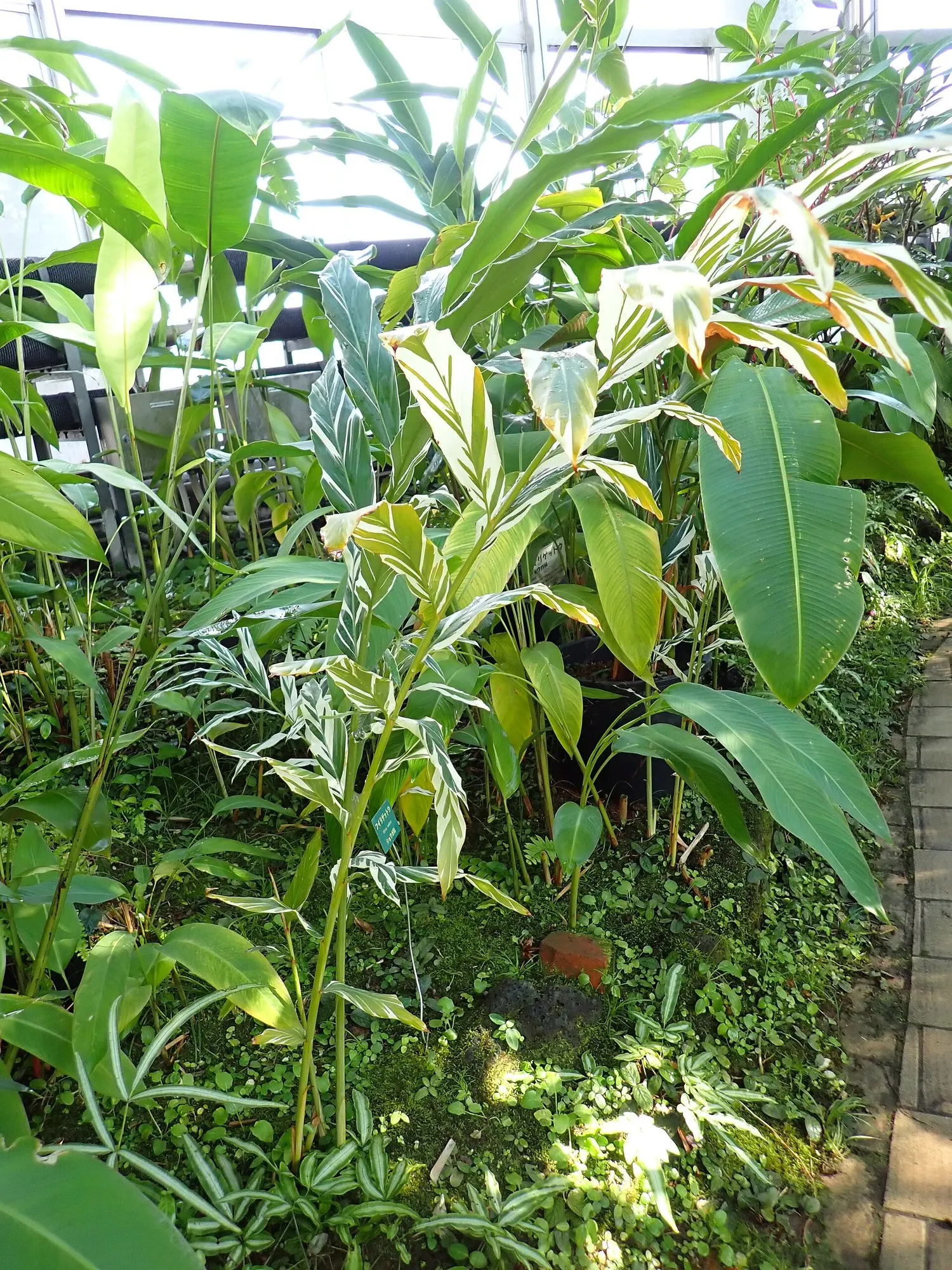 Variegated Shell Ginger (Alpinia Vittata) — A perennial renowned for its tropical flair