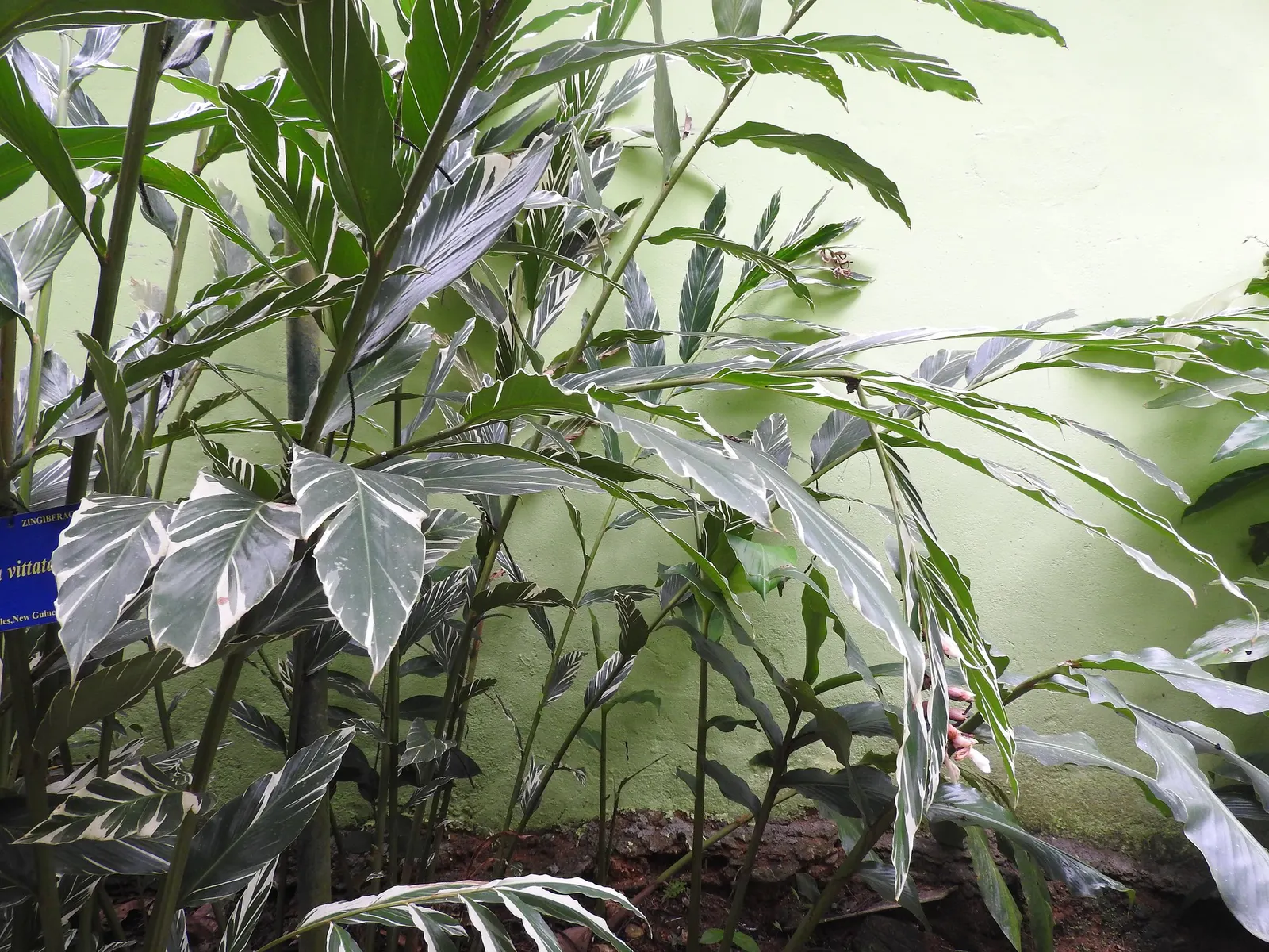 Variegated Shell Ginger (Alpinia Vittata) — Use in mass plantings or as a specimen for visual interest
