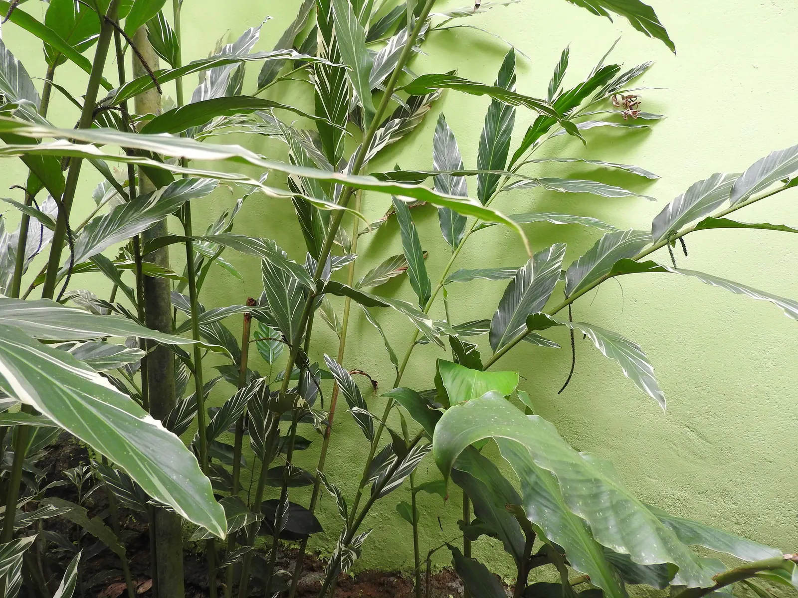 Variegated Shell Ginger (Alpinia Vittata) — To maintain the plant's visual integrity and vigor