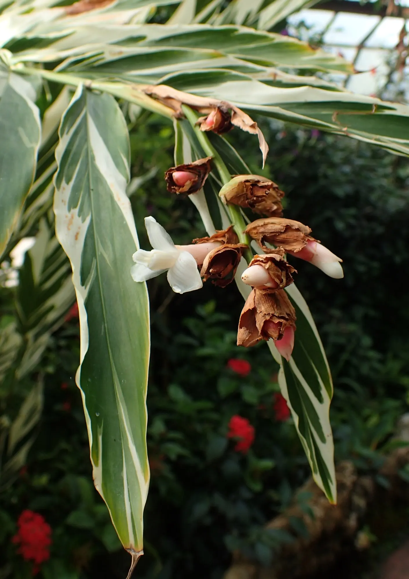 Variegated Shell Ginger (Alpinia Vittata) — Reaching 3-4 feet tall, it adds tropical flair to any garden