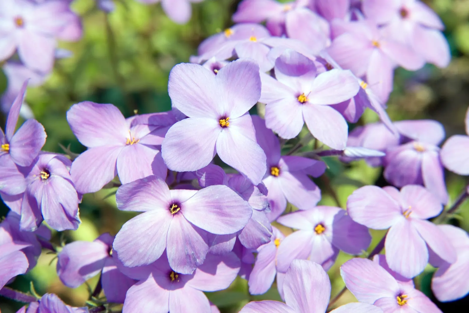 Creeping Phlox (Phlox Stolonifera 'Sherwood Purple') — typically around April to May; for a seamless design, it pairs well with other shade-loving perennials