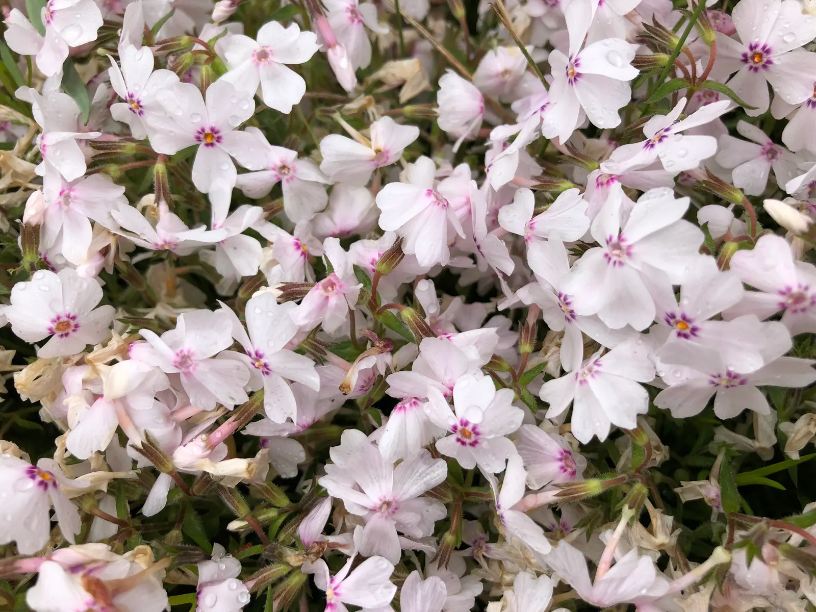 Creeping Phlox (Phlox Stolonifera 'Sherwood Purple') — In spring, vibrant purple flowers envelope the mat-forming perennial, drawing butterflies
