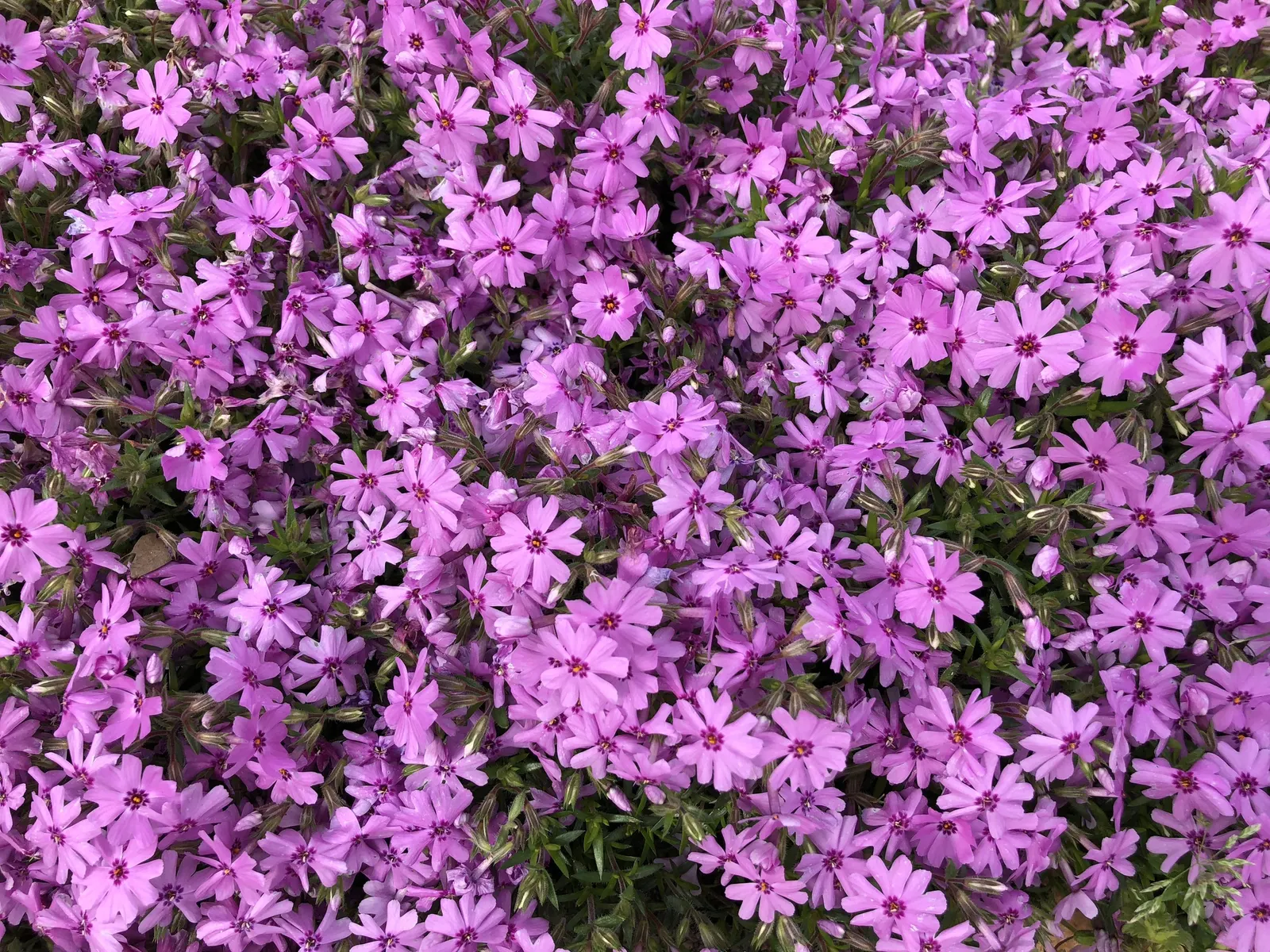 Creeping Phlox (Phlox Stolonifera 'Sherwood Purple') — this cultivar also offers excellent resistance to deer and tolerates light foot traffic; in spring