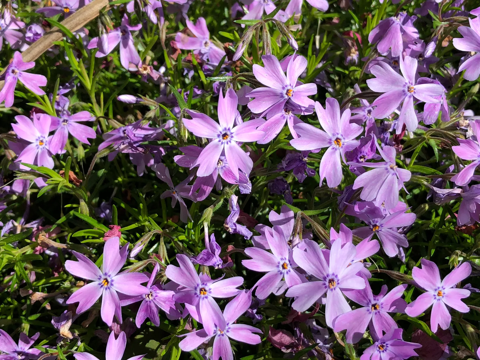 Creeping Phlox (Phlox Stolonifera 'Sherwood Purple') — The plant reaches a modest height of about 6 to 10 inches with a spread of 12 to 24 inches