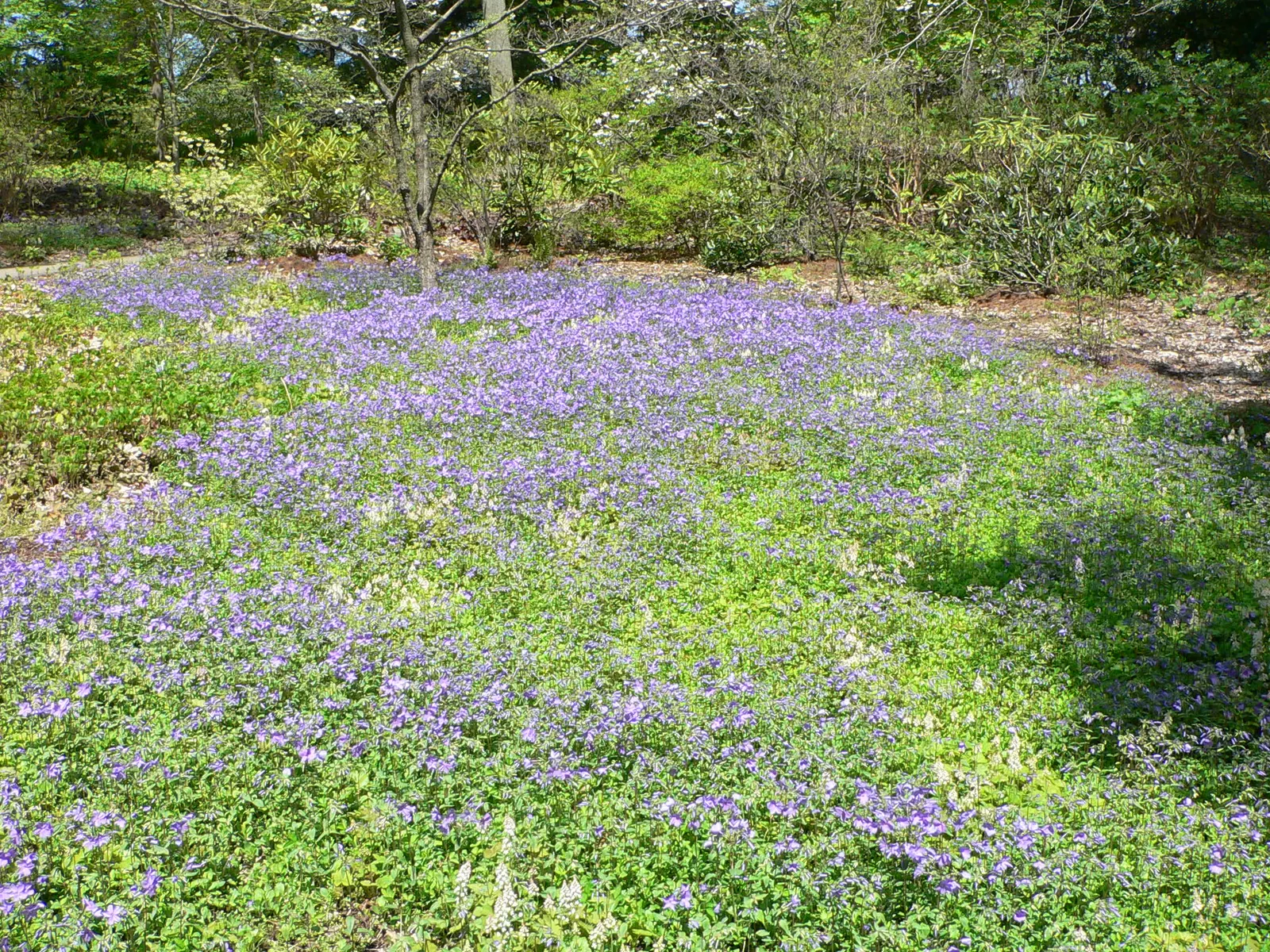 Creeping Phlox (Phlox Stolonifera 'Sherwood Purple') — With its lush foliage and vivid blooms; preferring well-drained soil with moderate