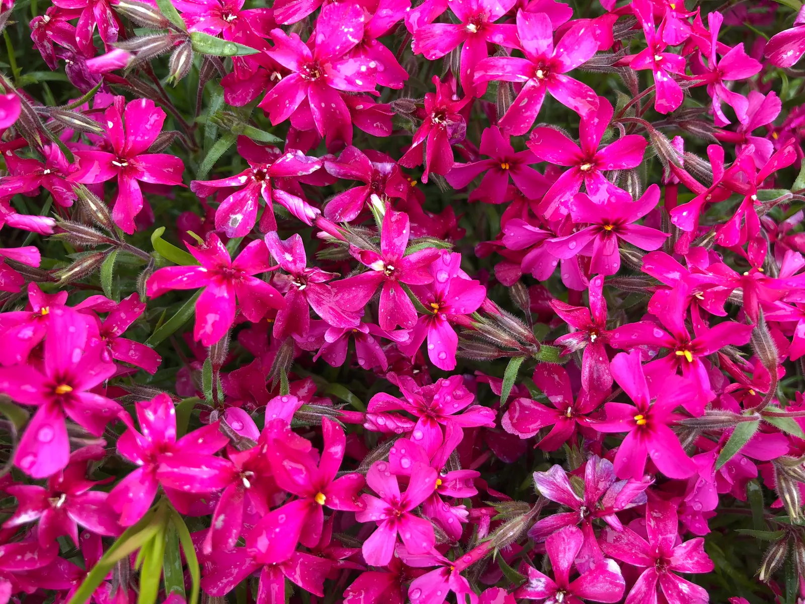Creeping Phlox (Phlox Stolonifera 'Sherwood Purple') — This mat-forming perennial is celebrated for its dense proliferation of star-shaped; low maintenance