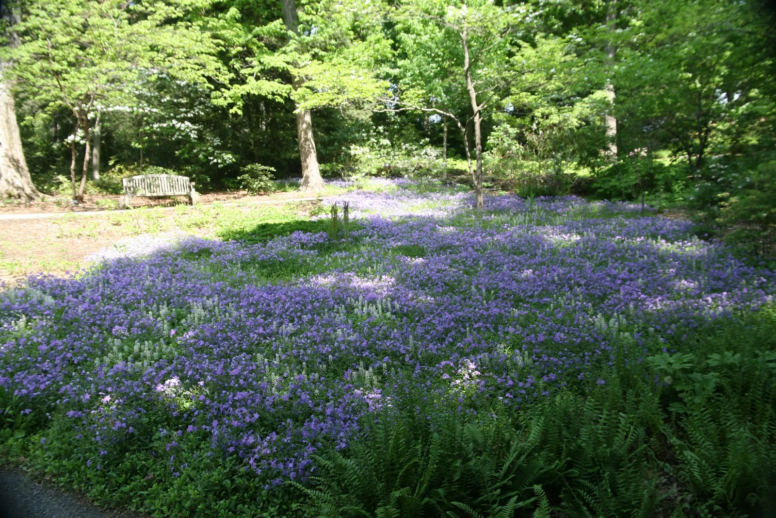 Creeping Phlox (Phlox Stolonifera 'Sherwood Purple') — Each individual flower spans approximately 0.75 to 1 inch across