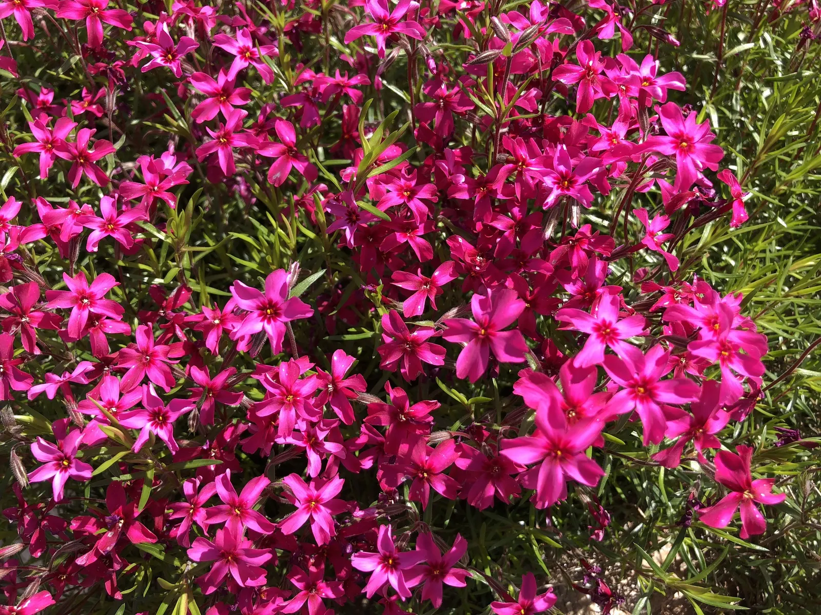 Creeping Phlox (Phlox Stolonifera 'Sherwood Purple') — typically around April to May