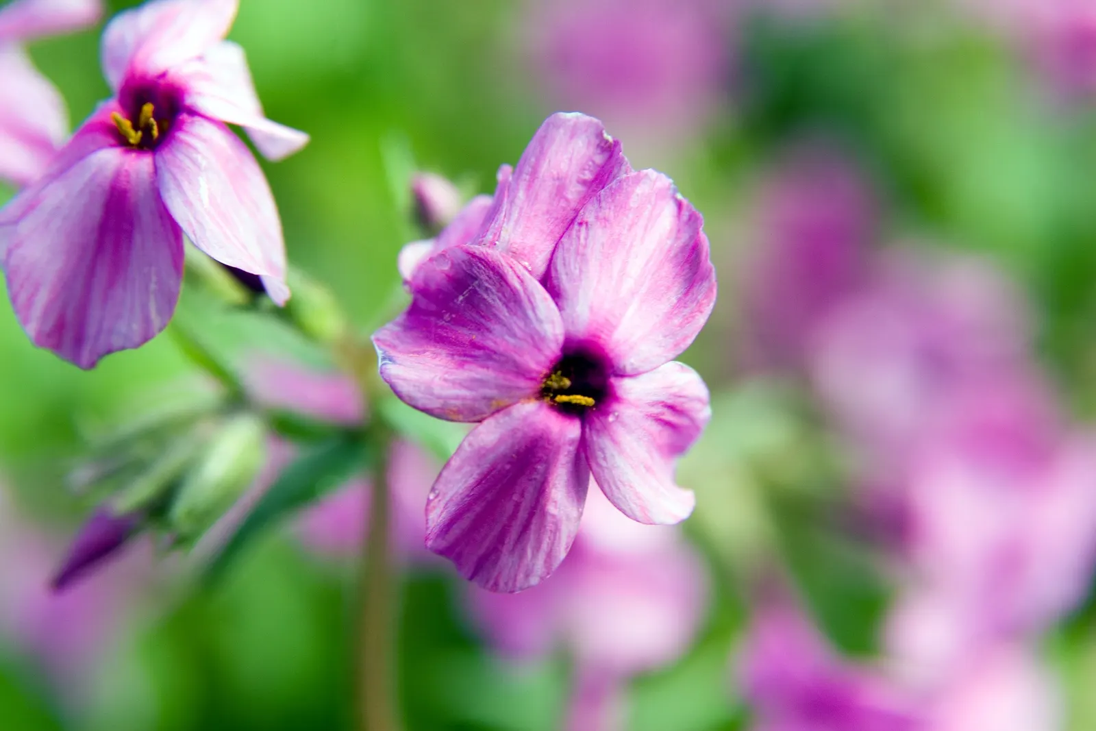 Creeping Phlox (Phlox Stolonifera 'Sherwood Purple') — Creeping Phlox 'Sherwood Purple' (Phlox stolonifera) is a charming groundcover, flourishing in USDA