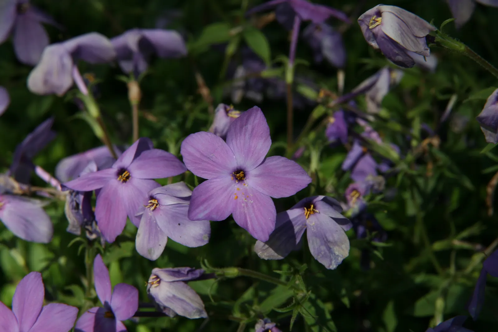 Creeping Phlox (Phlox Stolonifera 'Sherwood Purple') — Prefers well-drained soil, full sun to part shade