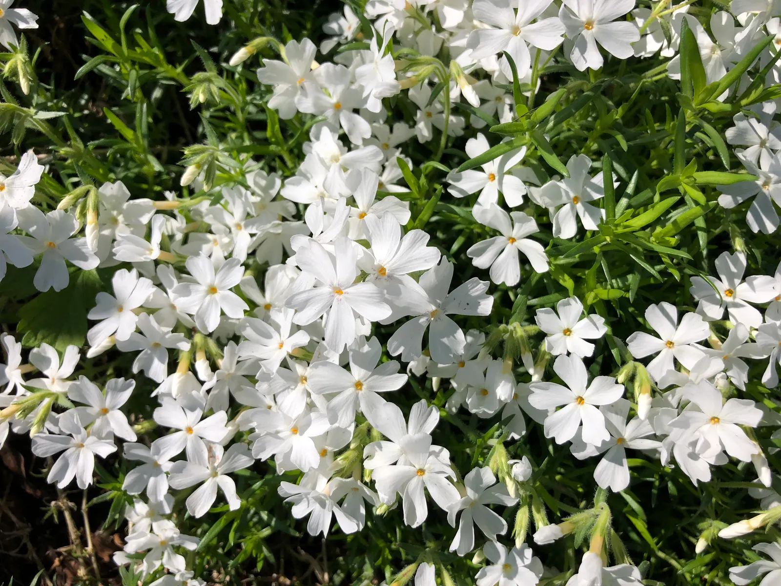 Creeping Phlox (Phlox Stolonifera 'Sherwood Purple') — purple flowers in the garden; scientifically named Phlox stolonifera 'Sherwood Purple'
