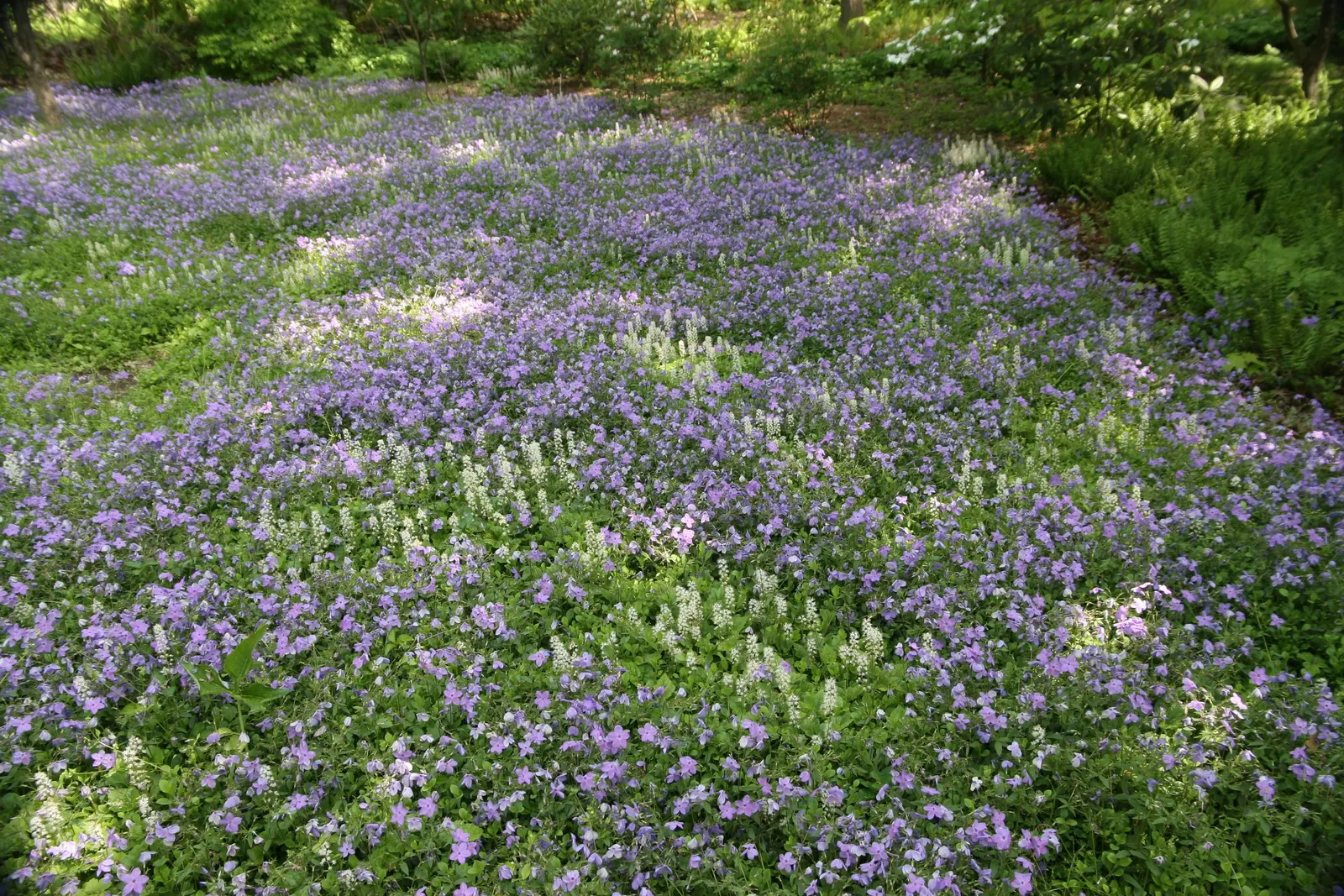 Creeping Phlox (Phlox Stolonifera 'Sherwood Purple') — scientifically named Phlox stolonifera 'Sherwood Purple'
