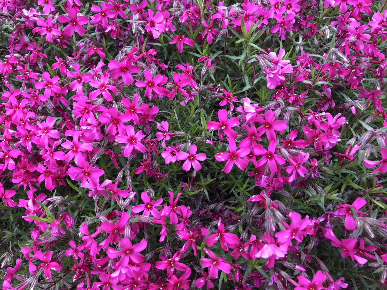 Creeping Phlox (Phlox Stolonifera 'Sherwood Purple') — deep purple flowers which bloom profusely in the spring
