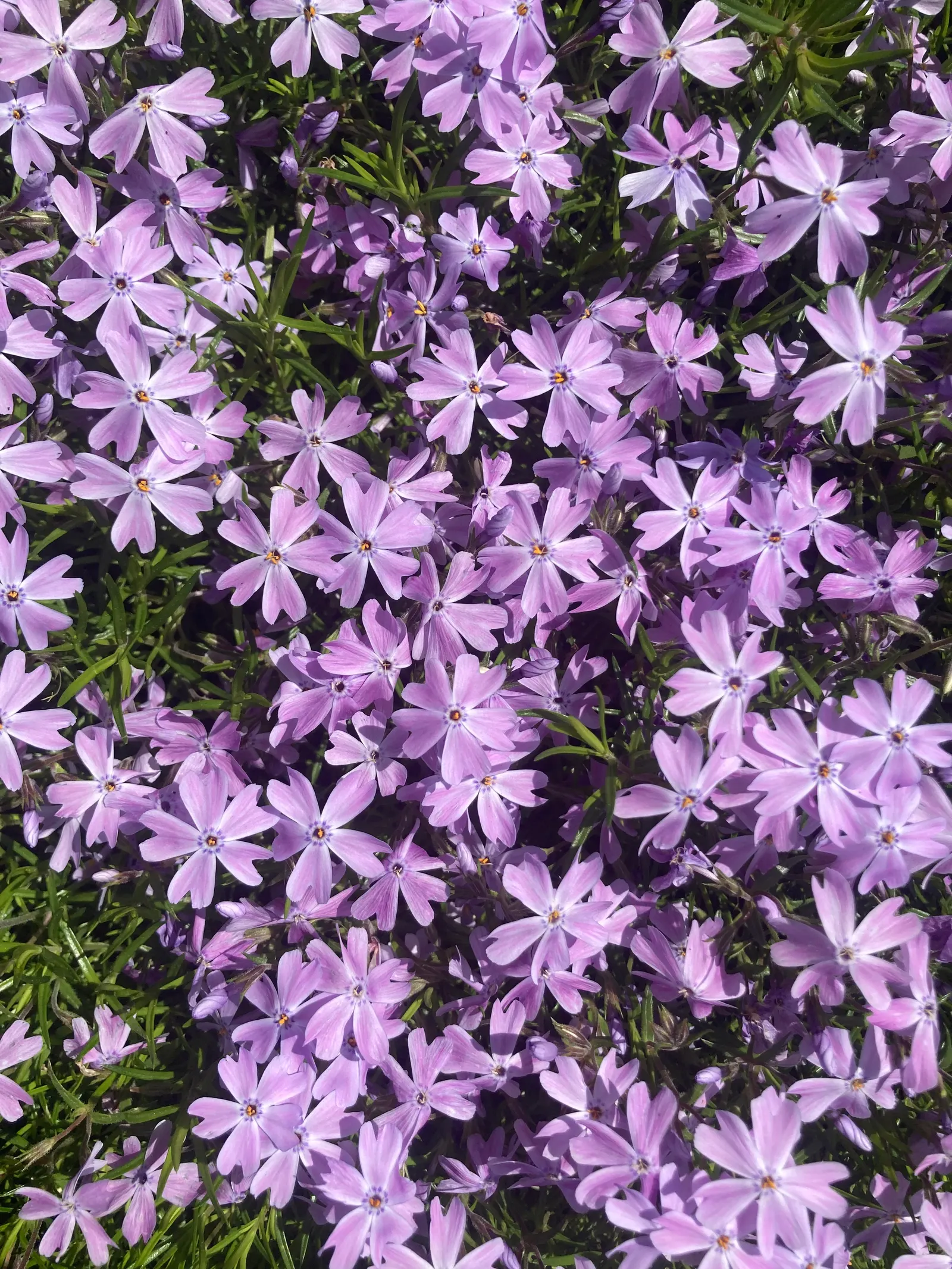 Creeping Phlox (Phlox Stolonifera 'Sherwood Purple') — Offers a stunning carpet of color with minimal care