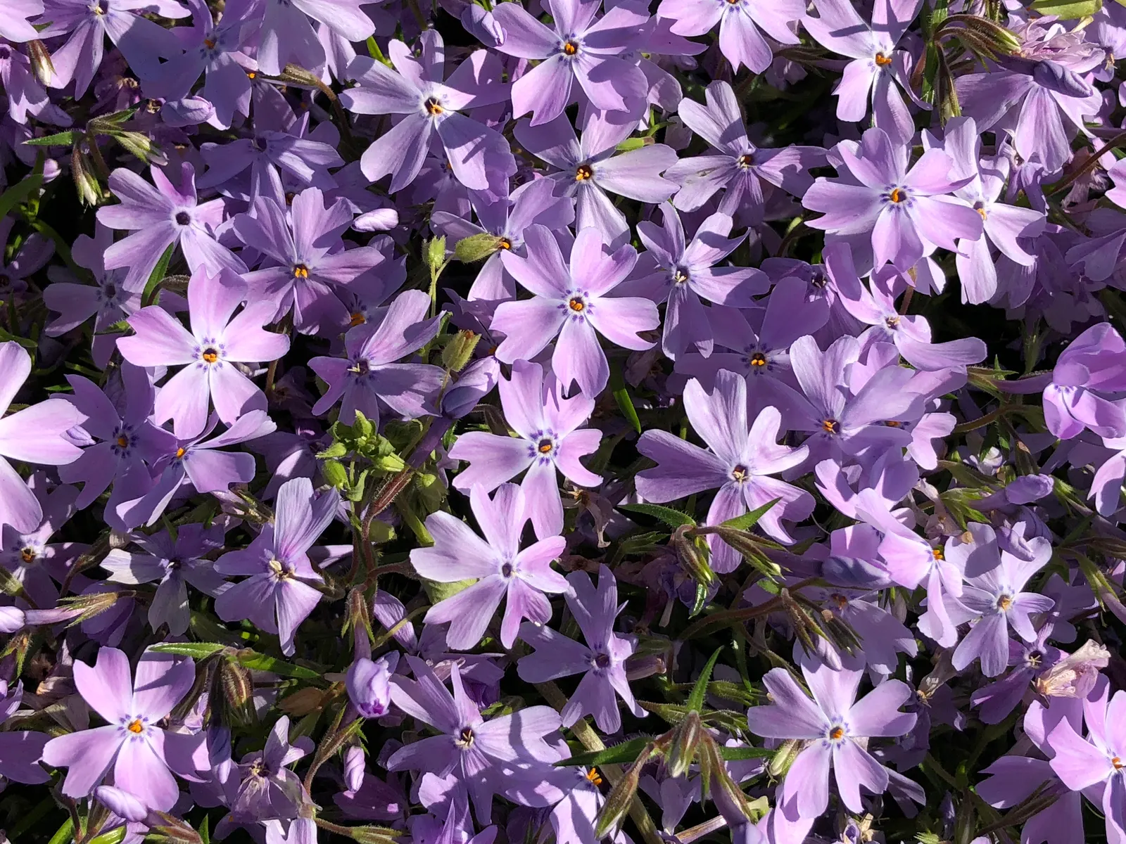 Creeping Phlox (Phlox Stolonifera 'Sherwood Purple') — Phlox stolonifera 'Sherwood Purple' is sure to be a standout in any garden arrangement; ground cover /