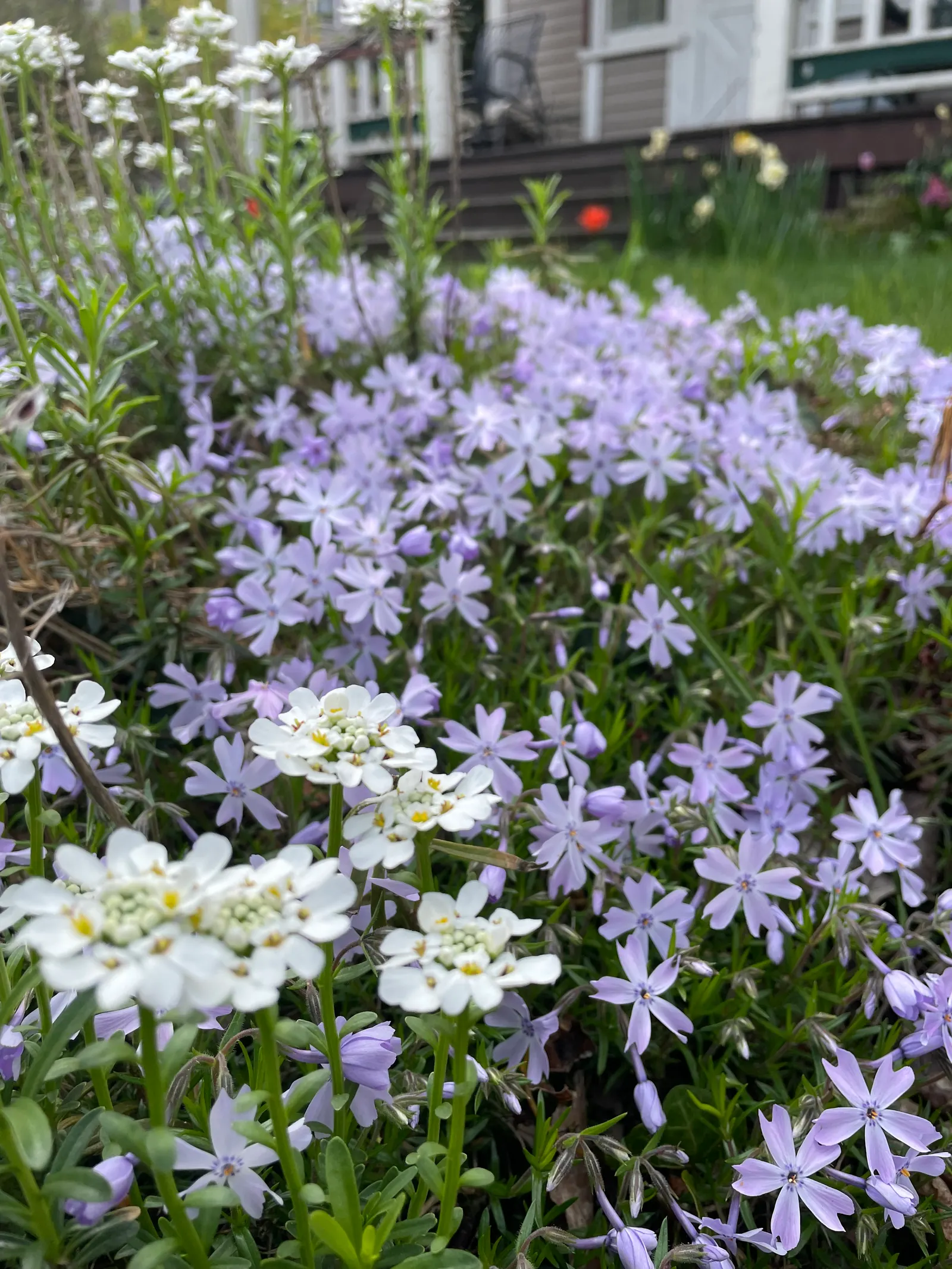 Creeping Phlox (Phlox Stolonifera 'Sherwood Purple') — making it an ideal groundcover that requires minimal maintenance once established; offers a stunning