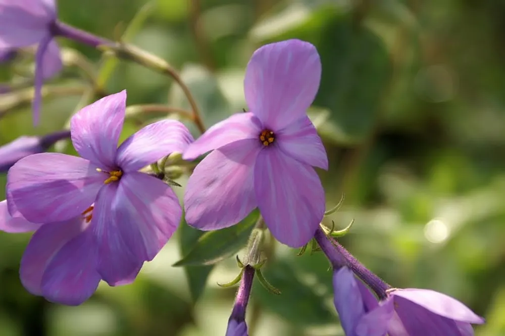 Creeping Phlox (Phlox Stolonifera 'Sherwood Purple') — evergreen that provide a lush backdrop year-round; creeping Phlox thrives in USDA Hardiness Zones 3