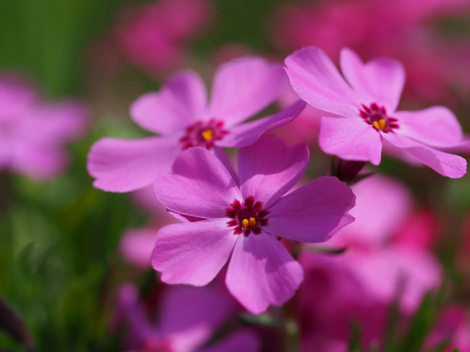 Creeping Phlox (Phlox Stolonifera 'Sherwood Purple') — ground cover / wildflower with purple blooms; the plant reaches a modest height of about 6 to 10 inches