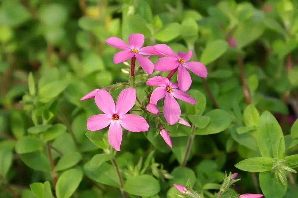 Creeping Phlox (Phlox Stolonifera 'Sherwood Purple') — purple flowers in the garden