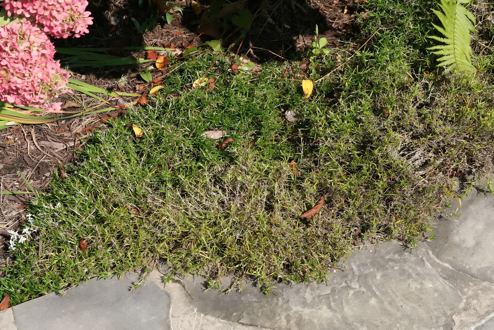 Creeping Phlox (Phlox Stolonifera 'Sherwood Purple') — For a seamless design, it pairs well with other shade-loving perennials, such as ferns and hostas