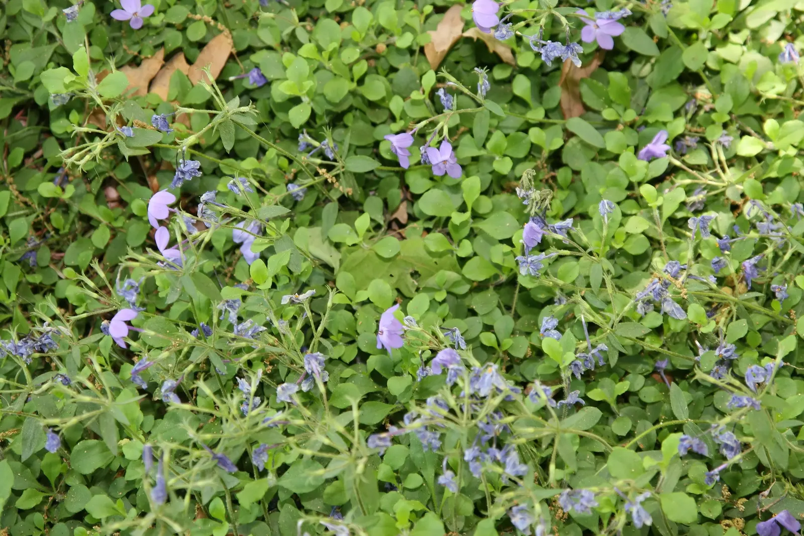 Creeping Phlox (Phlox Stolonifera 'Sherwood Purple') — making it an ideal groundcover that requires minimal maintenance once established