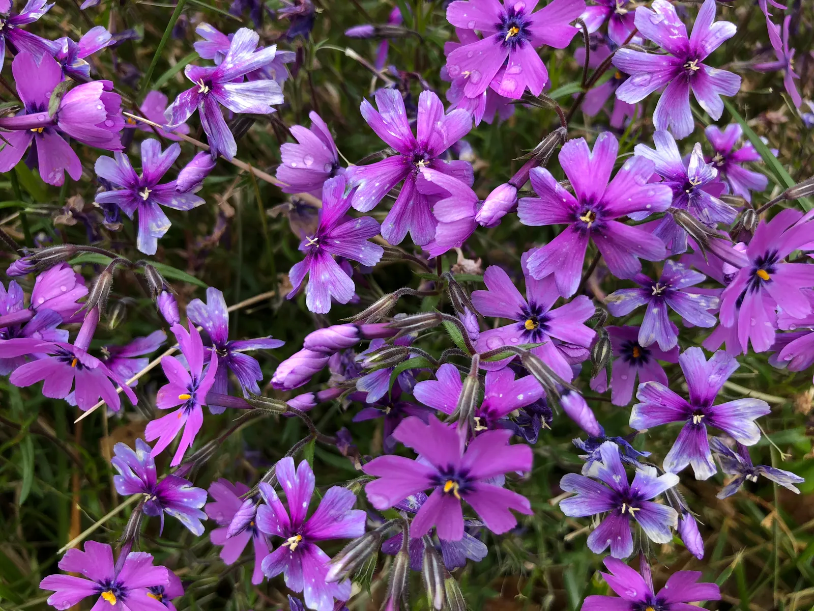 Creeping Phlox (Phlox Stolonifera 'Sherwood Purple') — Offers a stunning carpet of color with minimal care; making it an ideal groundcover that requires