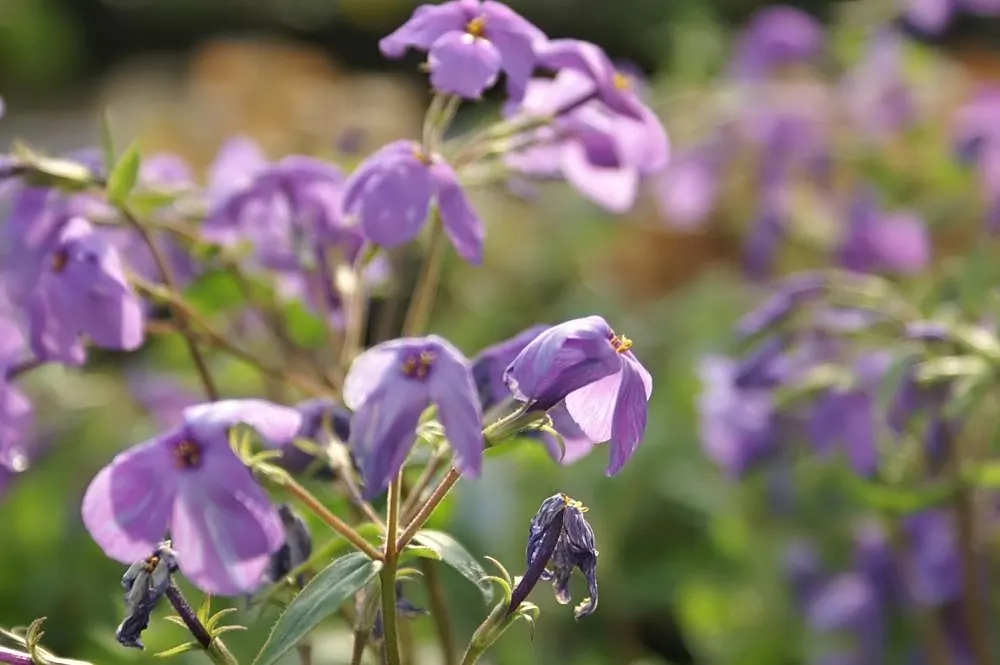 Creeping Phlox (Phlox Stolonifera 'Sherwood Purple') — preferring well-drained soil with moderate moisture.<br><br>Perfect for rock gardens; with its lush