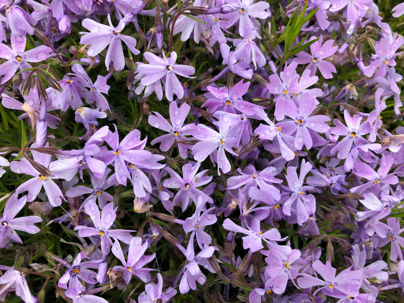 Creeping Phlox (Phlox Stolonifera 'Sherwood Purple') — The plant reaches a modest height of about 6 to 10 inches with a spread of 12 to 24 inches; ground cover
